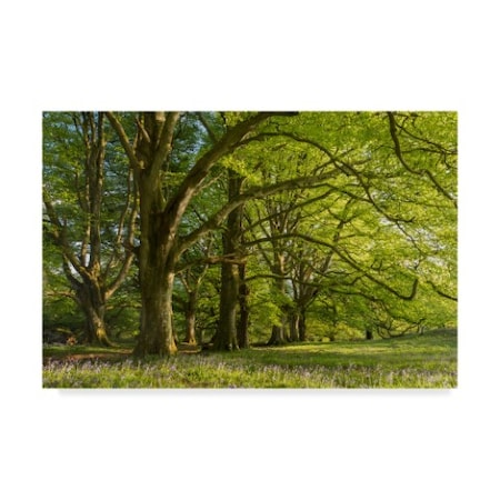 Adam Burton 'Springtime In The Forest' Canvas Art,22x32